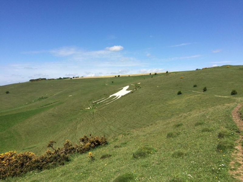 The iconic Westbury White Horse in chalk on the hillside.